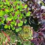 plants for sale Image 5