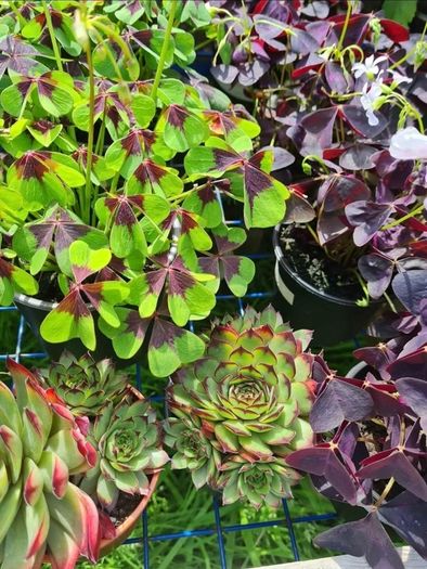 plants for sale