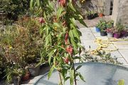 Peach tree