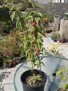 Peach tree
