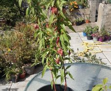 Peach tree