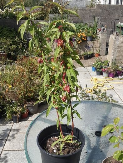 Peach tree