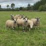 Ewe Lambs Image 9