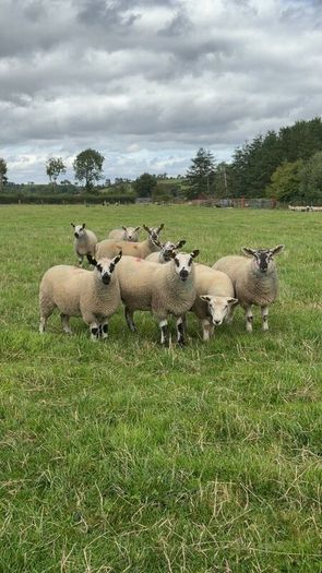 Ewe Lambs