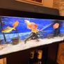 Fish Image 2