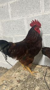 Rooster's looking for new homes