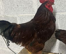 Rooster's looking for new homes