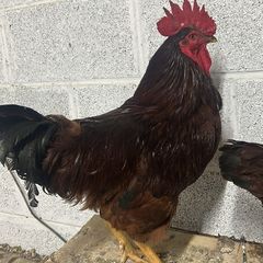 Rooster's looking for new homes