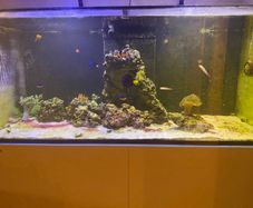 Red Sea aquarium 350