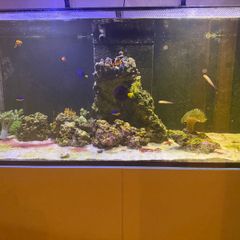 Red Sea aquarium 350