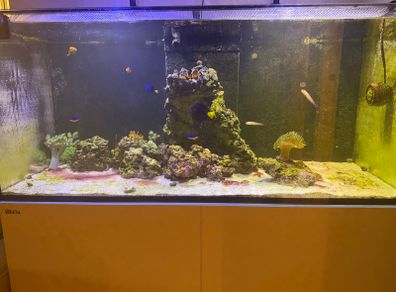 Red Sea aquarium 350