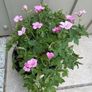 Geranium Image 3