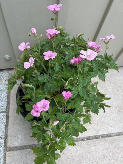 Geranium