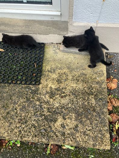 Kittens