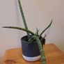 African Spear Plant in Ceramic Pot Image 4