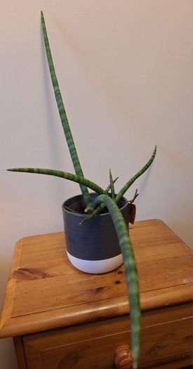 African Spear Plant in Ceramic Pot