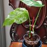 No.67 Monstera Albo Image 4