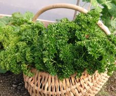 Curled Parsley Seeds
