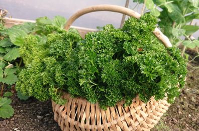 Curled Parsley Seeds