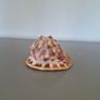 Large Shell Home decor Image 7