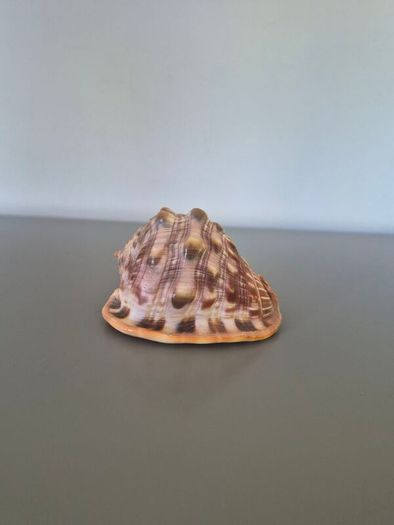 Large Shell Home decor