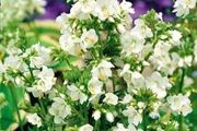 (J) Jacob's Ladder White seeds (602605)