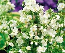 (J) Jacob's Ladder White seeds (602605)
