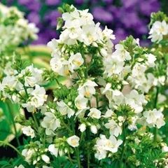 (J) Jacob's Ladder White seeds (602605)
