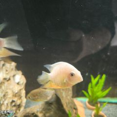 fish