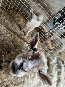 Ewe For Sale