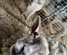 Ewe For Sale