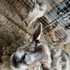 Ewe For Sale