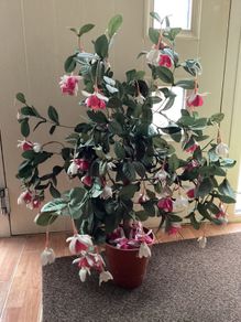30 inches tall artificial plant