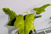 Philadendron Golden Violin Plant