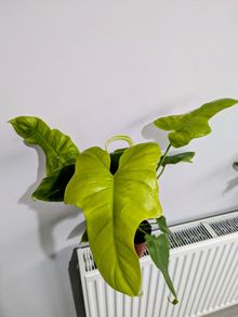 Philadendron Golden Violin Plant