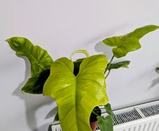 Philadendron Golden Violin Plant