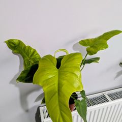 Philadendron Golden Violin Plant