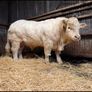 Charolais bull Image 4