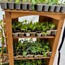 Swap: Cauliflower, Broccoli & Cabbage Plants Image 3