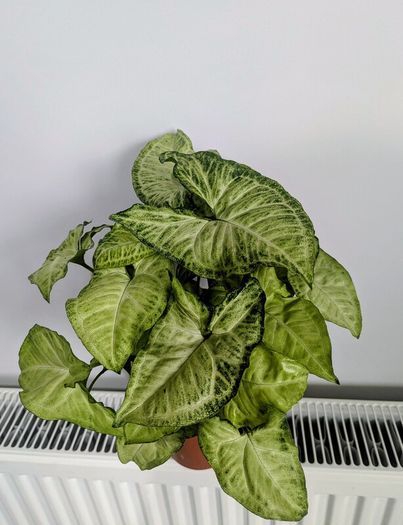 Syngonium Arrowhead Plant