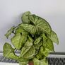 Syngonium Arrowhead Plant Image 3