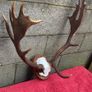 3 Deer mounts 2 Fallow 1 Red Deer Image 4