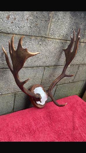3 Deer mounts 2 Fallow 1 Red Deer