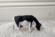 Britains Farm Series 1984 Holstein Cow Approx. 4 cm. Used Please see photos