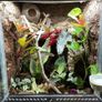 Bioactive vivarium supplies Image 7