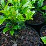 Holly Hedging Image 2