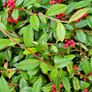 Blue Spirea Caryopteris Flowering Shrubs Image 4