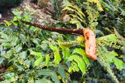 blackthorn walking stick