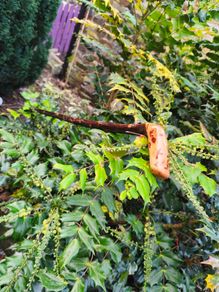 blackthorn walking stick
