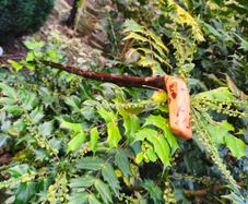 blackthorn walking stick